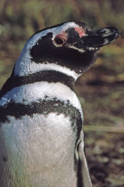 Vista Panorámica Las Aves Pingüinos Lindos Naturaleza — Foto de Stock