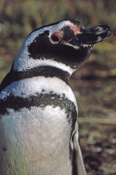 Vacker Utsikt Över Söta Pingvinfåglar Naturen — Stockfoto