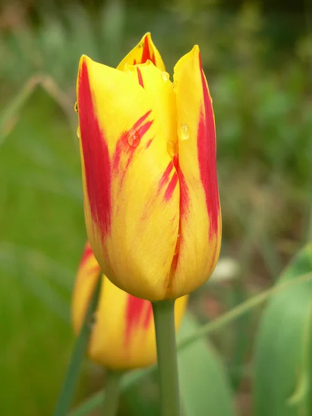 Okvětní Lístky Tulipánů Jarní Flóra — Stock fotografie