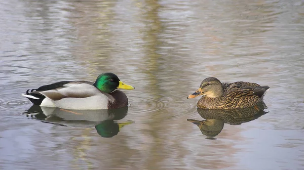 Vue Panoramique Canard Colvert Mignon Nature — Photo