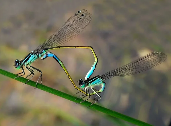 Insectă Libelulă Bug Mic Aripi Natură — Fotografie, imagine de stoc