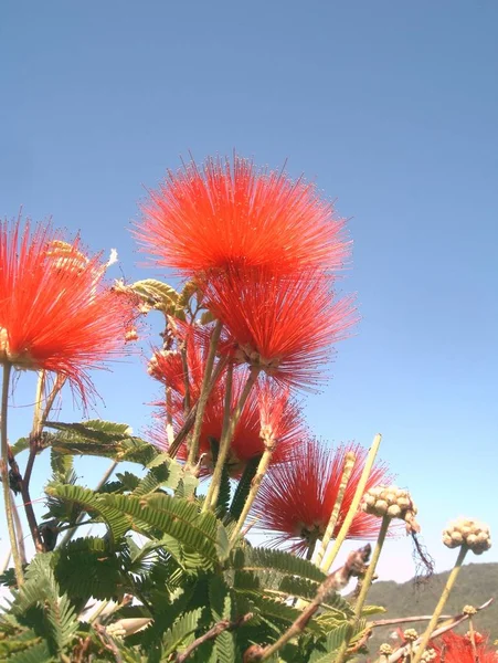 Mooi Botanisch Schot Natuurlijk Behang — Stockfoto