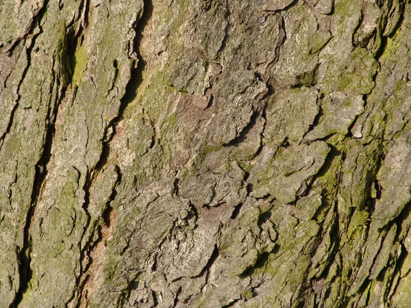 Trädstam Struktur Bark Yta — Stockfoto