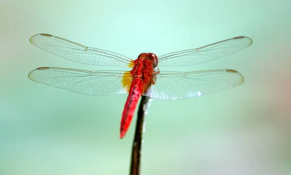 Vue Macro Rapprochée Insecte Libellule — Photo