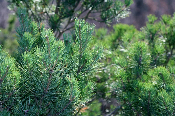 Kleurrijke Achtergrond Voor Kerst Nieuwjaar Vakantie Kaart — Stockfoto