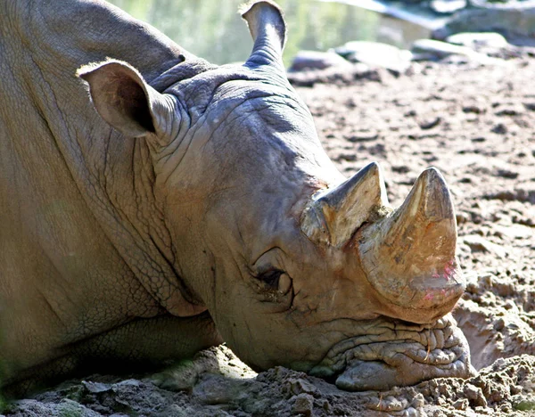 Großaufnahme Von Tier Zoo — Stockfoto