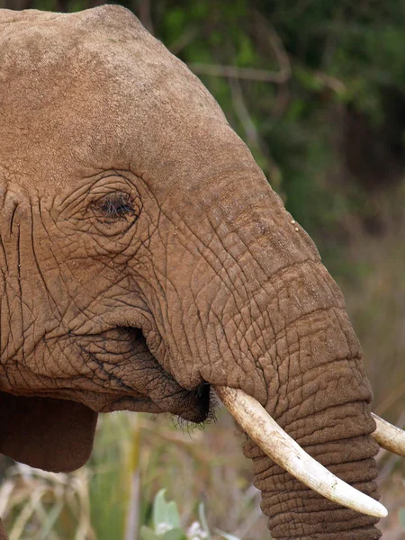 Retrato Elefante Medio Cultivado Reserva Samburu Evidentemente Había Cepillado Los — Foto de Stock