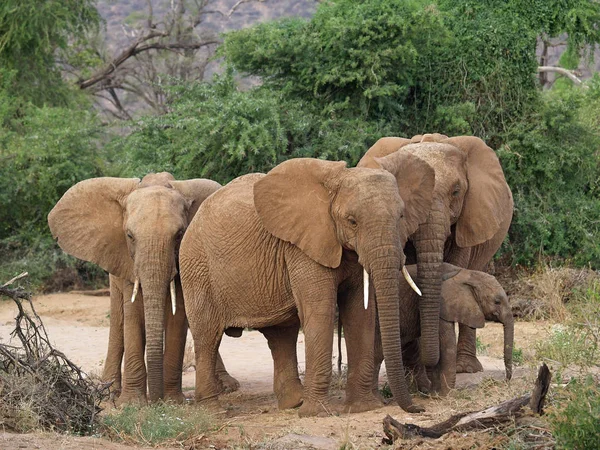 Dzikie Zwierzęta Słonie Ssaki — Zdjęcie stockowe