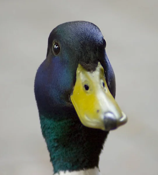 Vacker Utsikt Över Vacker Fågel Naturen — Stockfoto