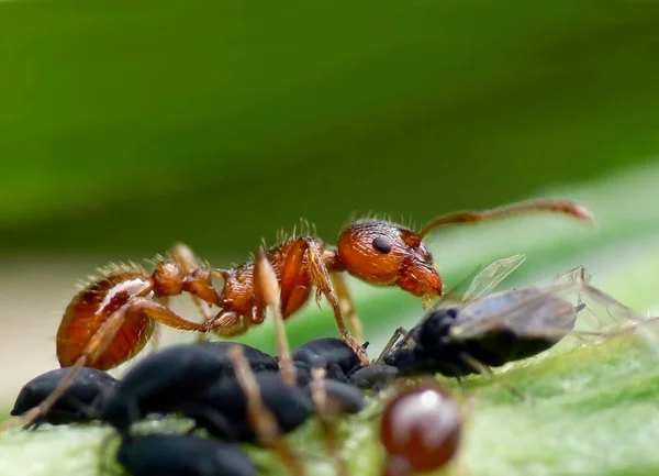 Mrówki Stale Ruchu Nwithout Cierpliwości Nie Szans — Zdjęcie stockowe