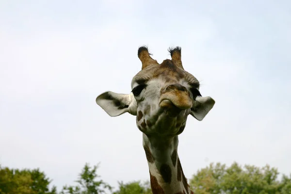 Primer Plano Los Animales Zoológico —  Fotos de Stock