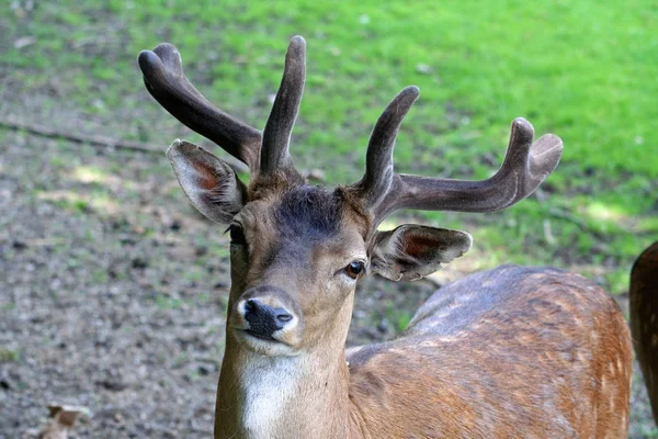 Příroda Volně Žijící Zvěř Jelenů Fauny — Stock fotografie