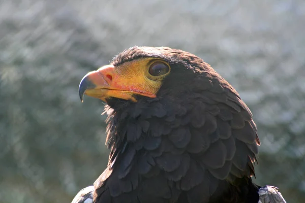 Scenic View Majestic Golden Eagle Wild Nature — Stock Photo, Image