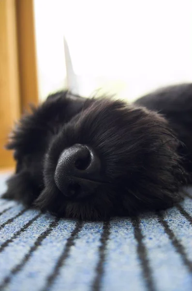 Tatlı Köpeklerin Açık Hava Çekimi — Stok fotoğraf