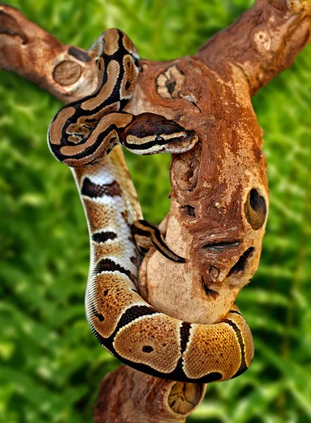 Wildszene Schöne Natur — Stockfoto