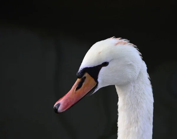 Retrato Cisne —  Fotos de Stock