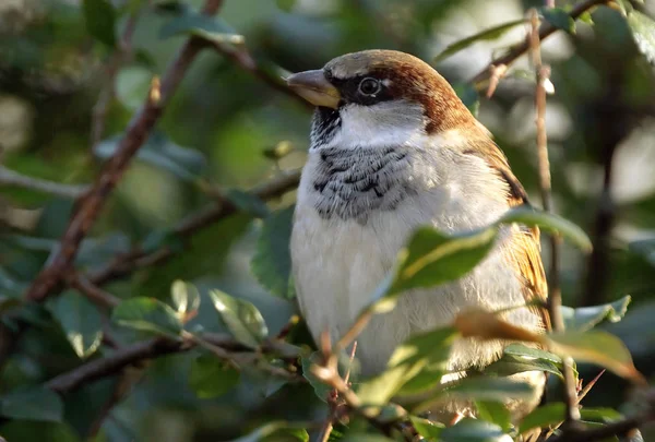 Scenic View Cute Sparrow Bird — Stock Photo, Image