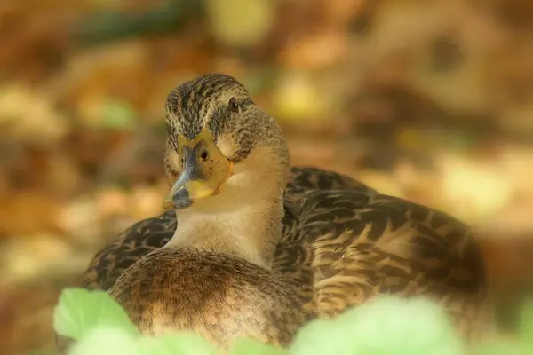 Observação Pássaros Tiro Pato Natureza Selvagem — Fotografia de Stock