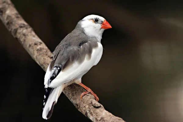 Vue Panoramique Magnifique Oiseau Pinson Mignon — Photo