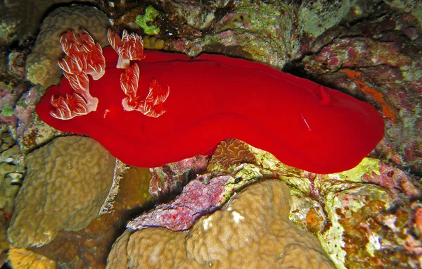 紅海に記録されています 貝類の軟体動物の一種で — ストック写真