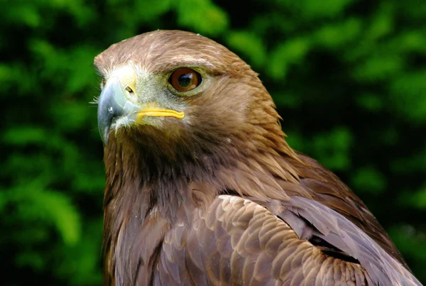 Vista Panorâmica Majestosa Águia Dourada Natureza Selvagem — Fotografia de Stock