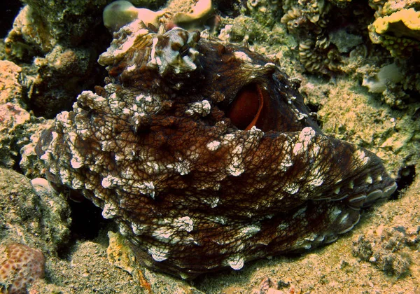 Pris Dans Mer Rouge Les Pieuvres Appartiennent Ordre Pieuvre Rouge — Photo