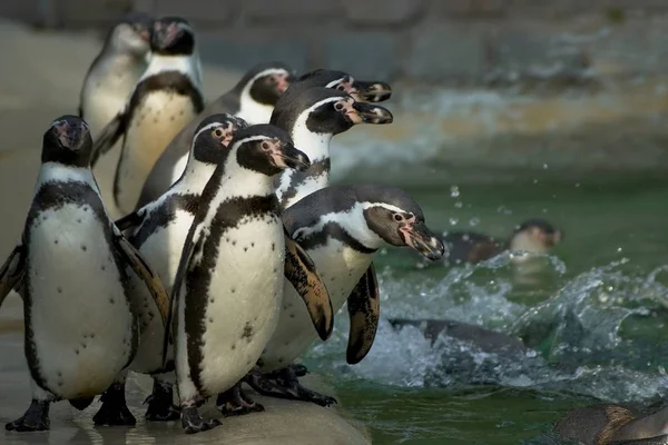 Крупный План Пингвинов Гумбольдта — стоковое фото