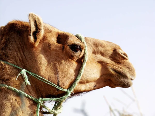 Common Camel Animal Nature Fauna — Stock Photo, Image