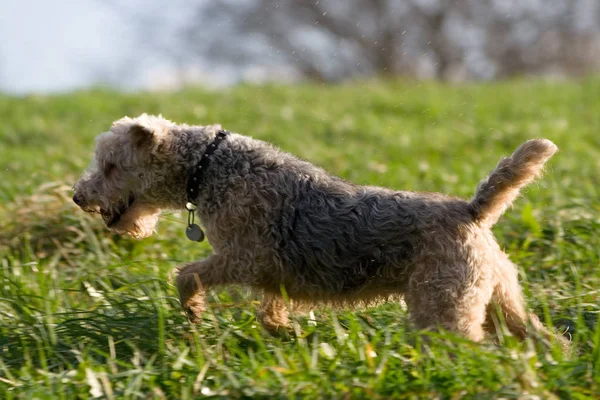 Schattig Hond Lopen Het Gras — Stockfoto