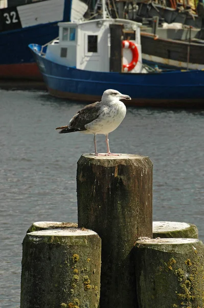 Malerischer Blick Auf Schöne Möwenvögel Der Natur — Stockfoto