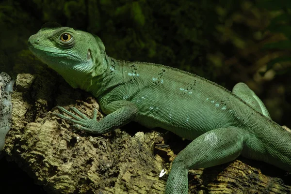 Lizard Iguana Predator Animal — Stock Photo, Image