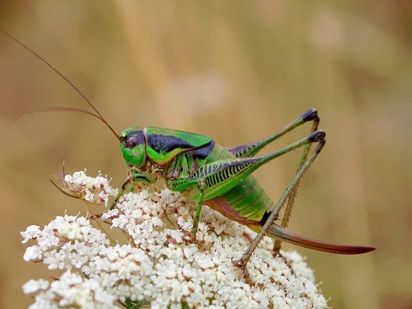 Opgenomen Onze Appartementen Kroatië Heeft Enige Tijd Geduurd Juiste Naam — Stockfoto