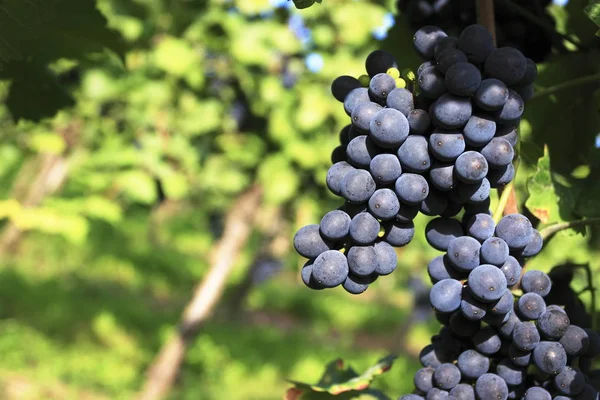 Weinrebe Ländlicher Weinberg Trauben — Stockfoto