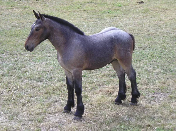 Pferd Tier Pferd Säugetier — Stockfoto