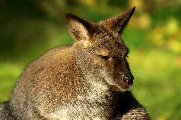 Kängurutier Australisches Säugetier — Stockfoto