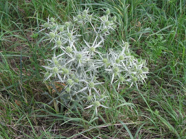 Wildblumen Flora Und Natur — Stockfoto