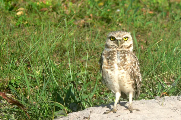 Festői Kilátás Gyönyörű Madár Természetben — Stock Fotó