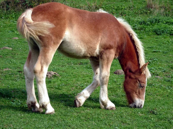 Kaltblütiges Fohlen Auf Der Weide — Stockfoto