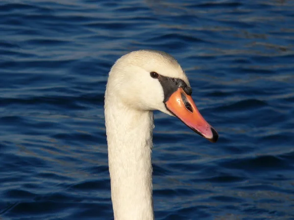 Vista Panorámica Los Cisnes Majestuosos Naturaleza —  Fotos de Stock