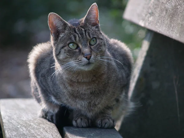 Portrait Cute Cat — Stock Photo, Image