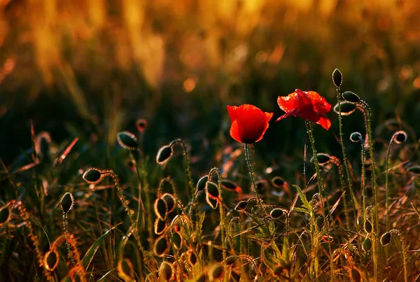 Vue Rapprochée Belles Fleurs Pavot Sauvage — Photo