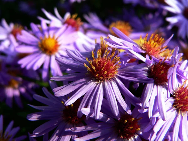 Vackra Blommor Blommigt Koncept Bakgrund — Stockfoto