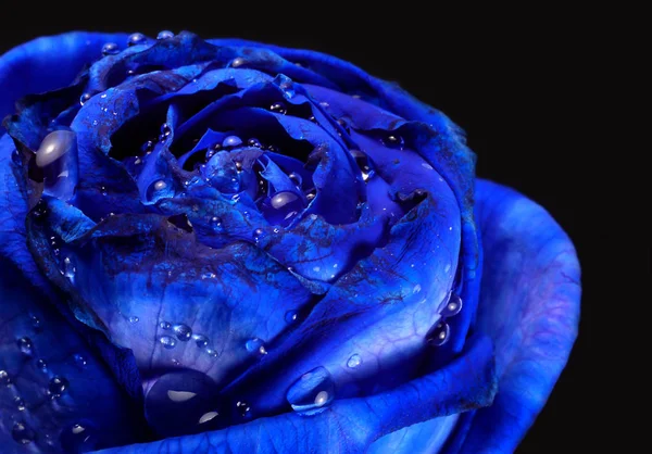 Siyah Arkaplanda Mavi Gül Çiçeği — Stok fotoğraf