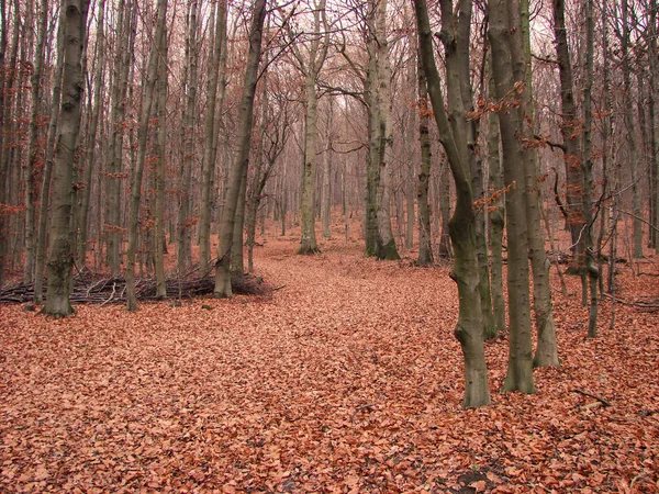 Beau Paysage Forêt — Photo