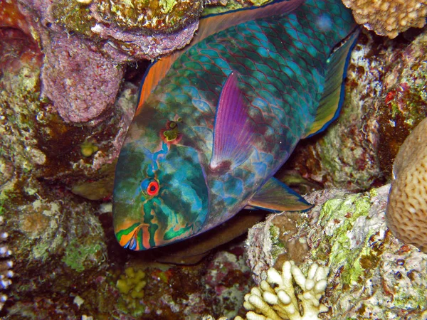 Nahaufnahme Von Papageienfischen Unter Wasser — Stockfoto