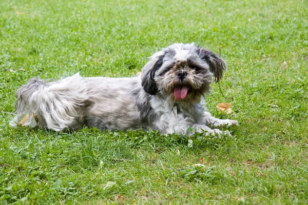 Portait Cute Dog Pet — Stock Photo, Image
