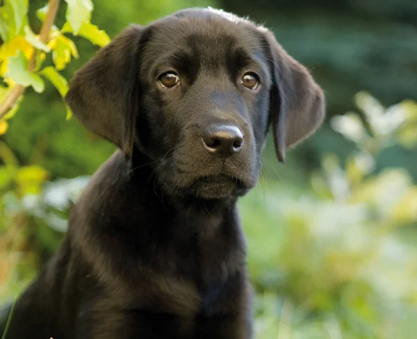 Labrador Retriever Perro Animal —  Fotos de Stock