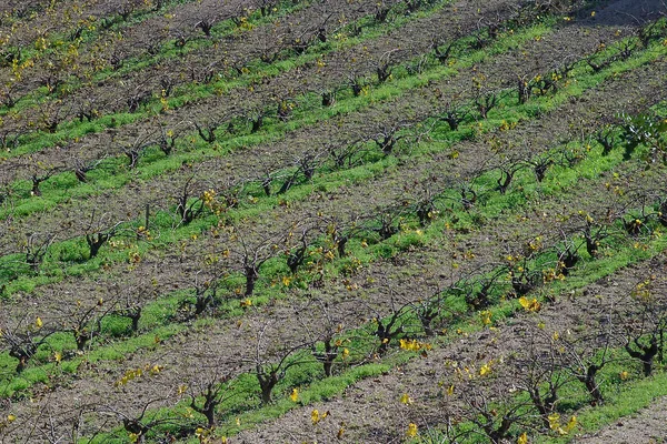 Scenic View Countryside Selective Focus — Stock Photo, Image