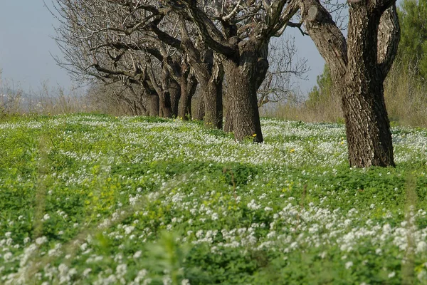 Amendoeira Flora Folhas Natureza — Fotografia de Stock