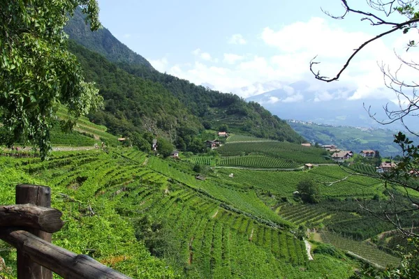Południowy Tyrolski Krajobraz Wina — Zdjęcie stockowe